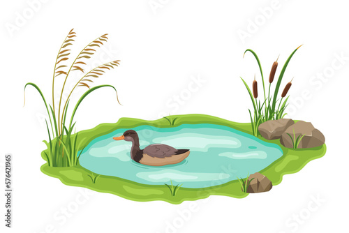Pond with floating duck. Thickets of lake reeds and sedges near the water.