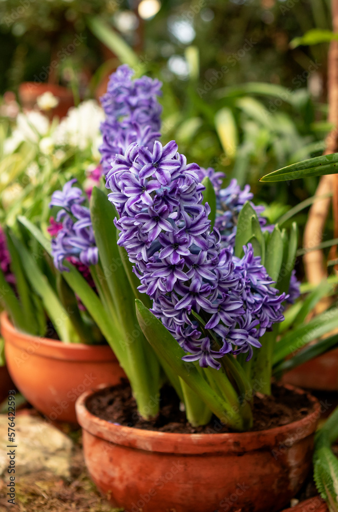 Fototapeta premium Hyacinth flowers in the garden