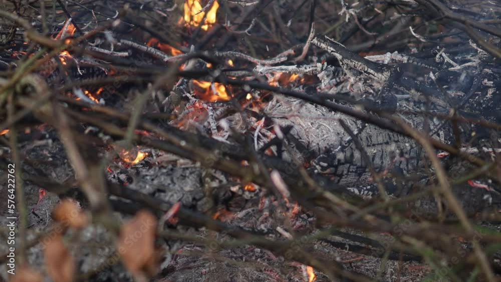 bonfire in the woods, fire close-up. Close-up burning bonfire. Bonfire in woods, close-up bonfire in the woods, fire close-up. Close-up burning bonfire. Bonfire in woods, close-up
