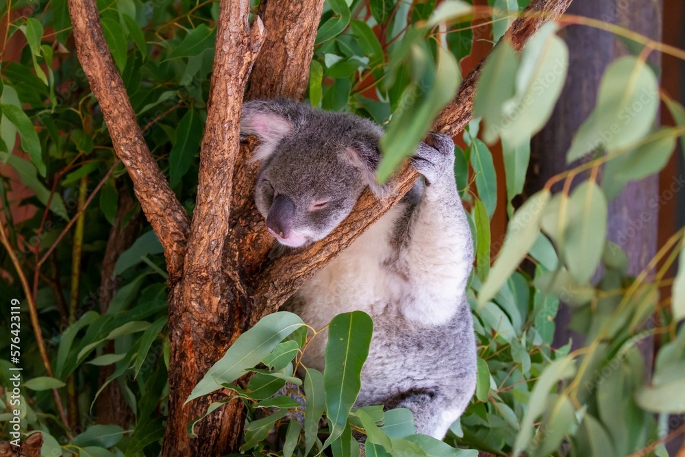 Obraz premium Koala bear perched in tree