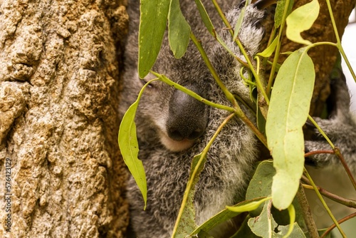 Photography Koala face portrait