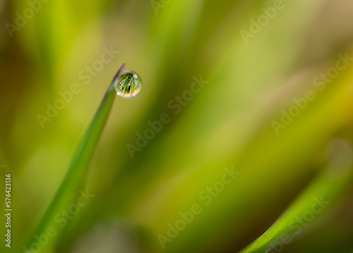 Gota de agua en la punta de una brizna de hierba del campo