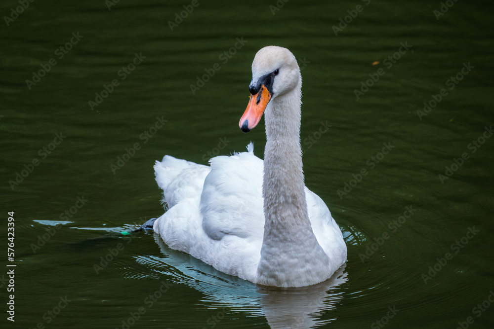 Obraz premium A graceful white swan swimming on a lake with dark water. The white swan is reflected in the water