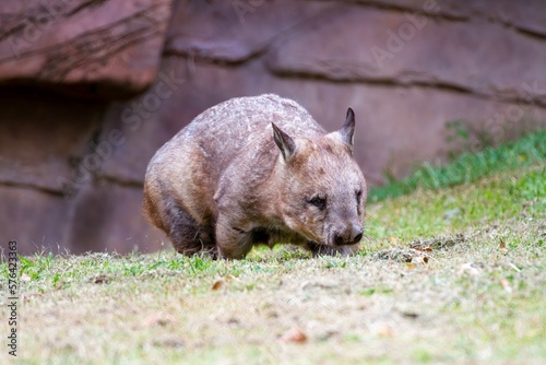Принти на полотні Northern hairy nosed wombat
