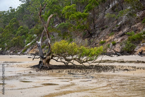 Mangrove on Fraser Island