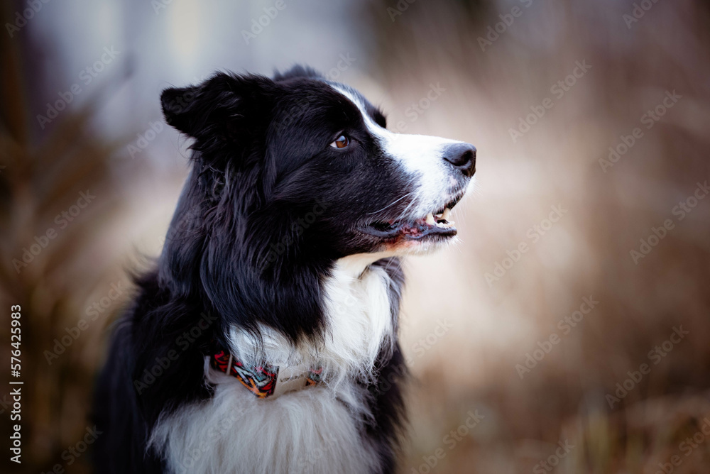 portrait of a black and white border collie, breeding dog looking into the distance outside on a meadow near the forest, a beautiful massive show dog, a sociable and smart breed of dog
