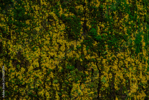 Tree Bark Texture. tree background