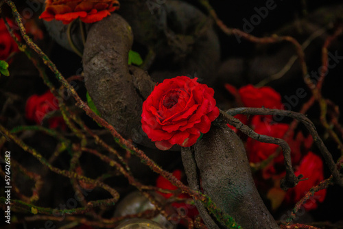  timeless elegance of a red rose