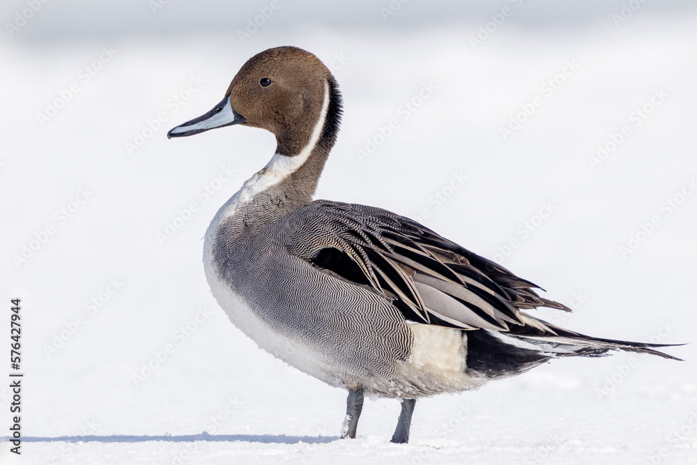 a Northern Pintail in winter taking a break on the ice floe of the St. Lawrence River.