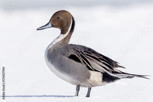 Obraz na płótnie a Northern Pintail in winter taking a break on the ice floe of the St. Lawrence River. w salonie