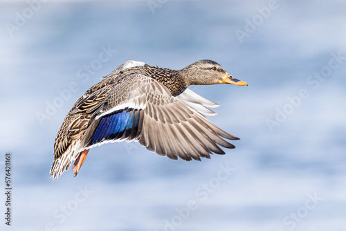 a female Mallard in winter in flight showing her colorful feathers on her wings © santinovchphoto.com