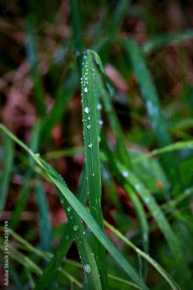 A stalks of grass covered by raindrops after rain A stalks of grass covered by raindrops after rain