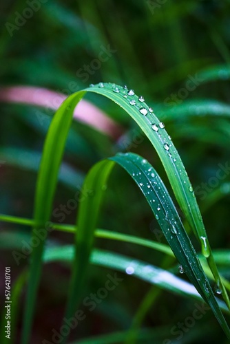 A stalks of grass covered by raindrops after rain