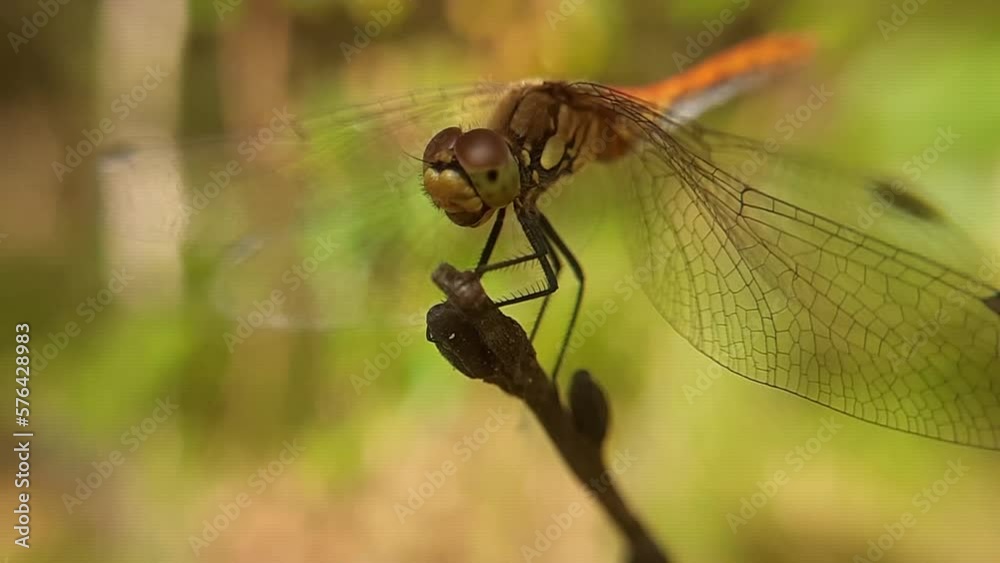 Dragonfly (Latin Sympetrum flaveolum) is a species of dragonfly from the genus Sympetrum sitting on a twig. Details of the dragonfly. Macro photography. Slow motion video. Dragonfly (Latin Sympetrum flaveolum) is a species of dragonfly from the genus Sympetrum sitting on a twig. Details of the dragonfly. Macro photography. Slow motion video.