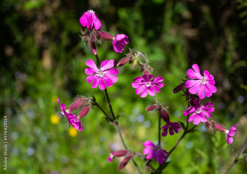 Purple flowers of Silene dioica on the blurry green background. Particular light.