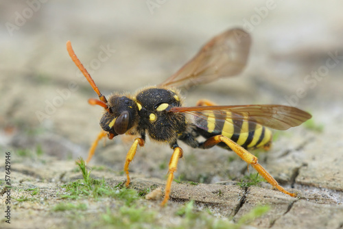 Closeup of a colorful black and yellow female Gooden's nomad bee, Nomada goodeniana standing on the ground