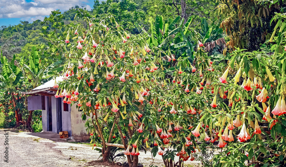 Beautiful tropical exotic blooming angel trumpet tree (brugmansia) and palm trees at idyllic farm house in countryside jungle forest - Jamaica