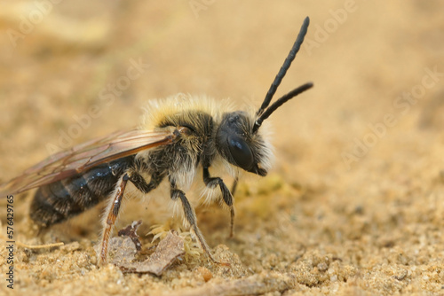 Detailed closeup on a hairy male Orange tailed mining bee, Andrena haemorrhoa, on the ground