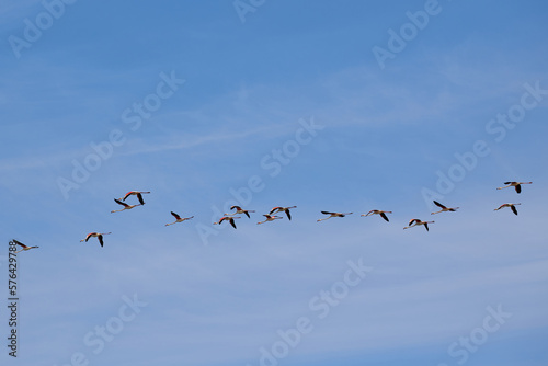 Many pink flamingos fly in the blue sky