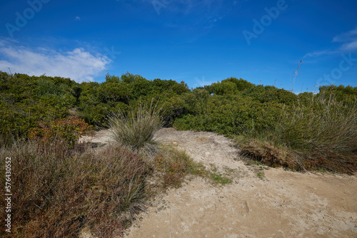 Green trees and shrubs with sand and blue skies