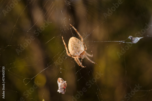 Brown spider Eriophora, a genus of orb-weaver spiders in its cobweb on forest background. Wildlife, insects world. Soft focused macro photo