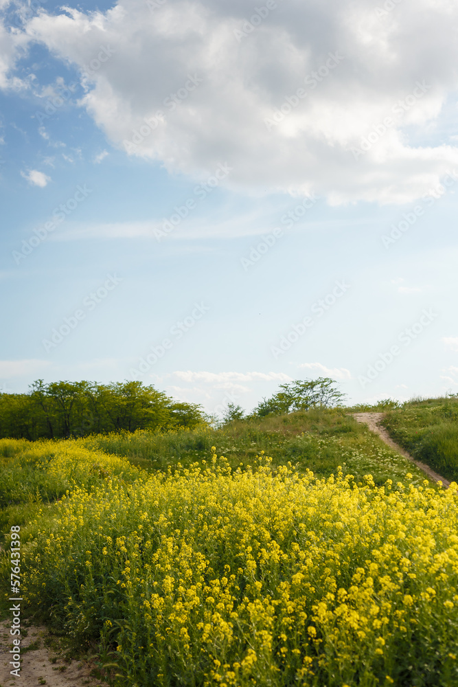 Yellow blooming rapeseed flowers or canola in Ukrainian spring natural meadow on blue cloudy sky background. Biofuel, biodiesel