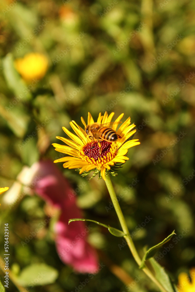 Bee pollinating a daisy flower Bee pollinating a daisy flower
