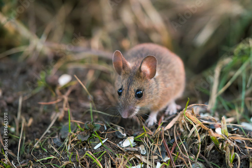 a portrait from the nocturnal yellow necked mouse  apodemus flavicollis  in the garden on the floor at a spring evening