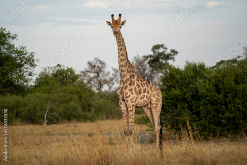 Eine Giraffe mit prächtiger Musterung steht in der Savanne und beobachtet aufmerksam mit Umgebung des Okavango Delta in Botswana, Afrika