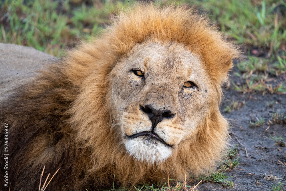 Ein männlicher Löwe mit prächtiger goldener Mähne liegt entspannt in der Savanne von Botswana, Afrika