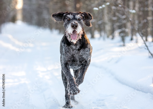 Adult German Wirehaired Hound - Drathaar running fast in the winter forest