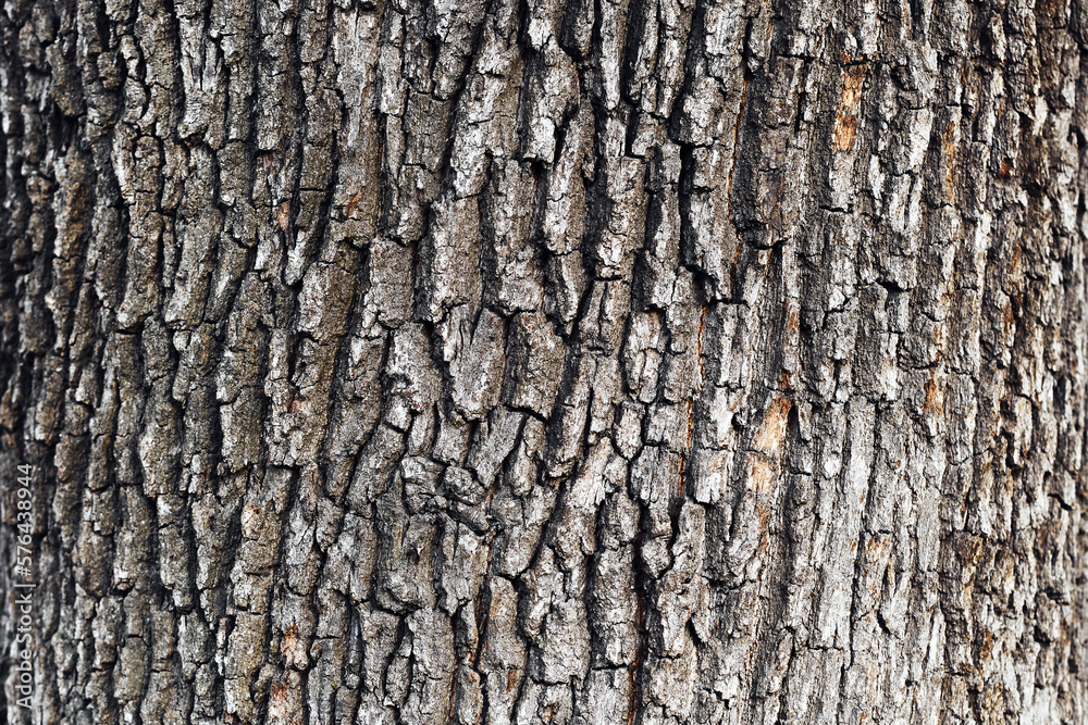 Huge oak bark as background. Tree bark close up Huge oak bark as background. Tree bark close up