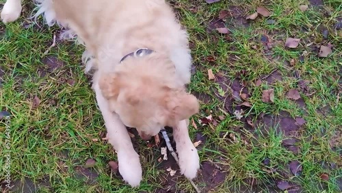 Golden Retriever on the Street. Fluffy dog ​​Gnaws a Stick on a Walk. Close-up of a Happy Pet.