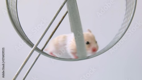 red hamster is endlessly running on a wheel, caught in the metaphorical rat race