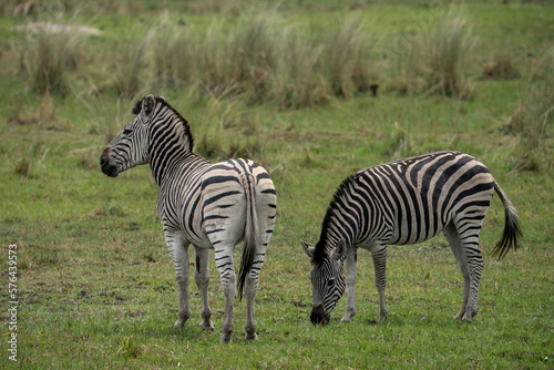 Zwei Zebras grasen im Grasland der Savanne im Okavango Delta in Botswana, Afrika