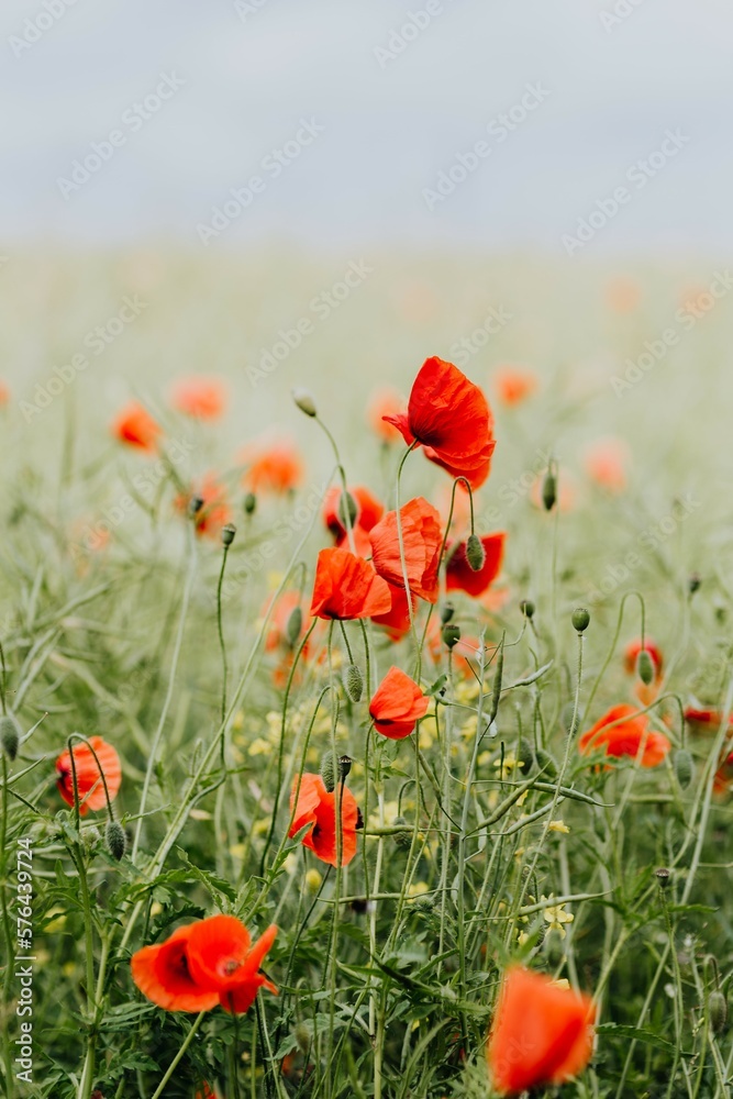 Obraz premium Maki na łące