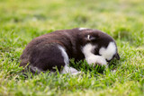 Cute Siberian husky puppy lying on the green grass field