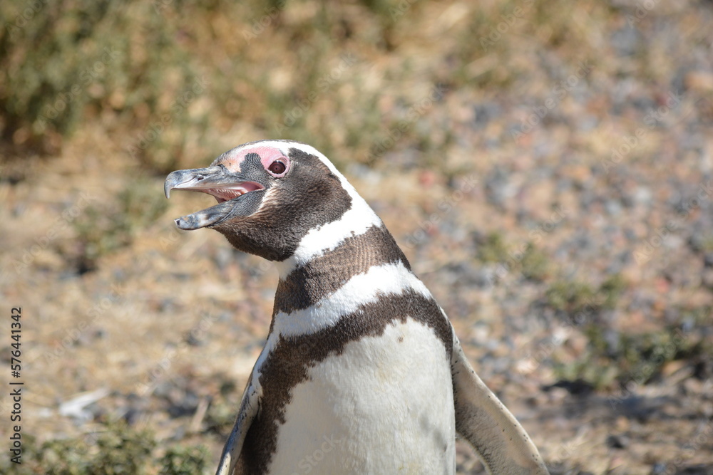 Obraz premium Penguins in Punta Tombo, Chubut, Argentina