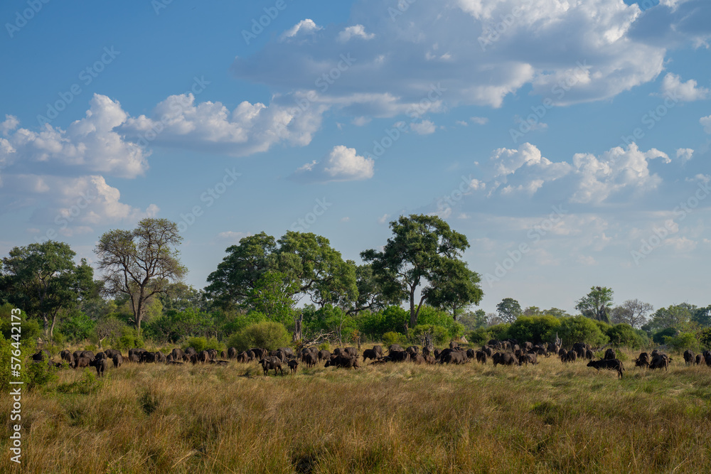 Eine Herde Büffel steht in einer wunderschönen Landschaft mit Grasland und Bäumen im Okavango Delta in Botswana, Afrika