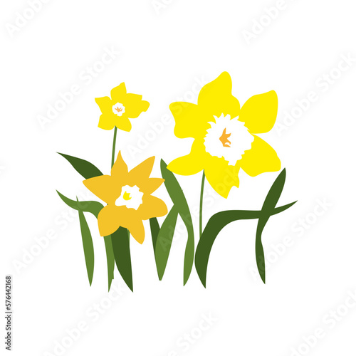 Vector flowers, Illustration of Narcissist. Decoration for greeting card, invitation. First spring flowers. Simple Cartoon jonquil for spring holidays. narcissus isolated on white background.