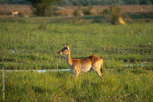Fototapeta Naklejka Na Ścianę i Meble -  Eine Antilope im Okavango Delta, Botswana, Afrika