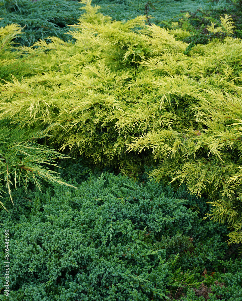 evergreen juniper bushes evergreen juniper bushes