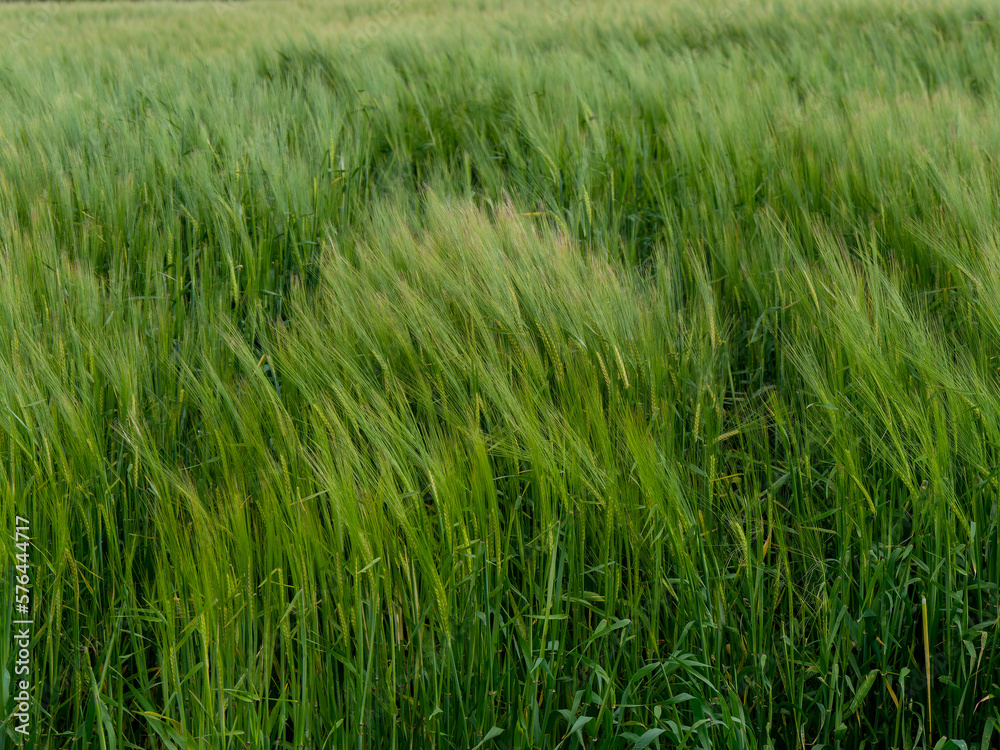 Green barley field. Beautiful cereal ears. Plants, full frame. Green field Green barley field. Beautiful cereal ears. Plants, full frame. Green field