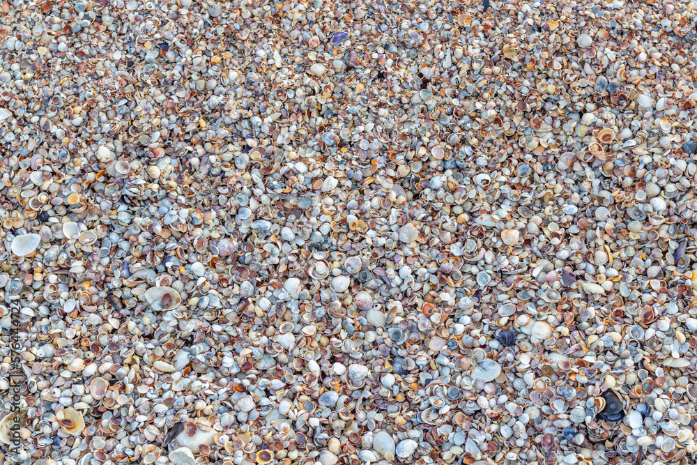 Shell close-up. The ocean coast. Background of seashells. View from above Shell close-up. The ocean coast. Background of seashells. View from above