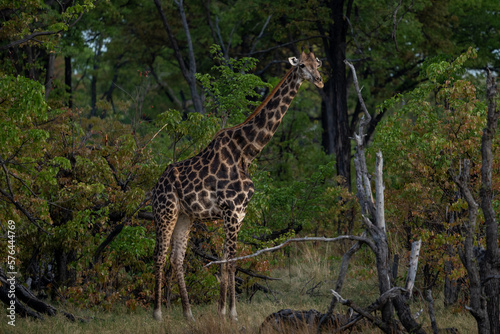 Eine Giraffe mit dunkler Musterung steht vor dichten Bäumen und Büschen im Okavango Delta in Botswana, Afrika