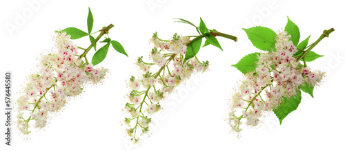 Chestnut flower or Aesculus hippocastanum, Conker tree with leaves isolated on white background