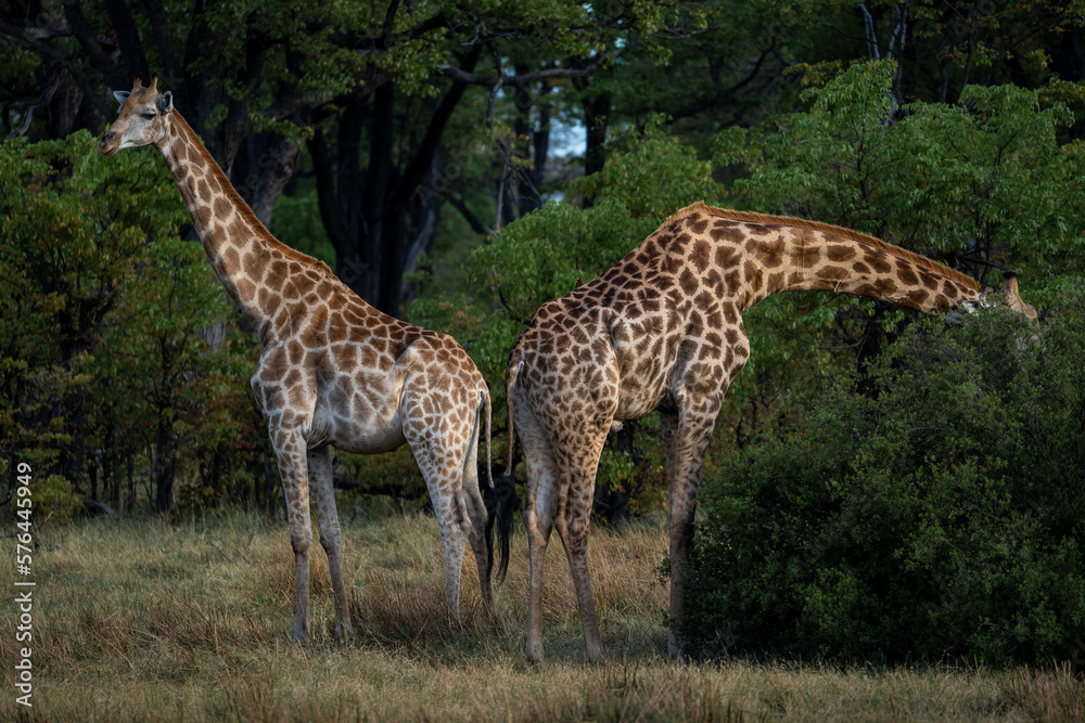 Zwei Giraffen im Grasland von Botswana, Afrika. Eine Giraffe frisst an einem Busch, die andere beobachtet die Umgebung. Zwei Giraffen im Grasland von Botswana, Afrika. Eine Giraffe frisst an einem Busch, die andere beobachtet die Umgebung.