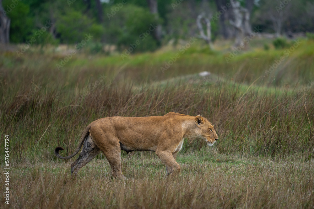 Naklejka premium Eine Löwin streift auf der Jagd durch das Gras der Savanne im Okavango Delta in Botswana, Afrika