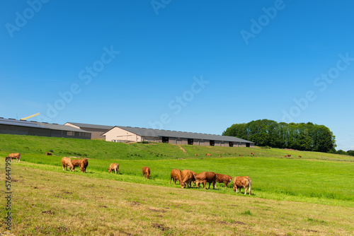Limousine cows in landscape