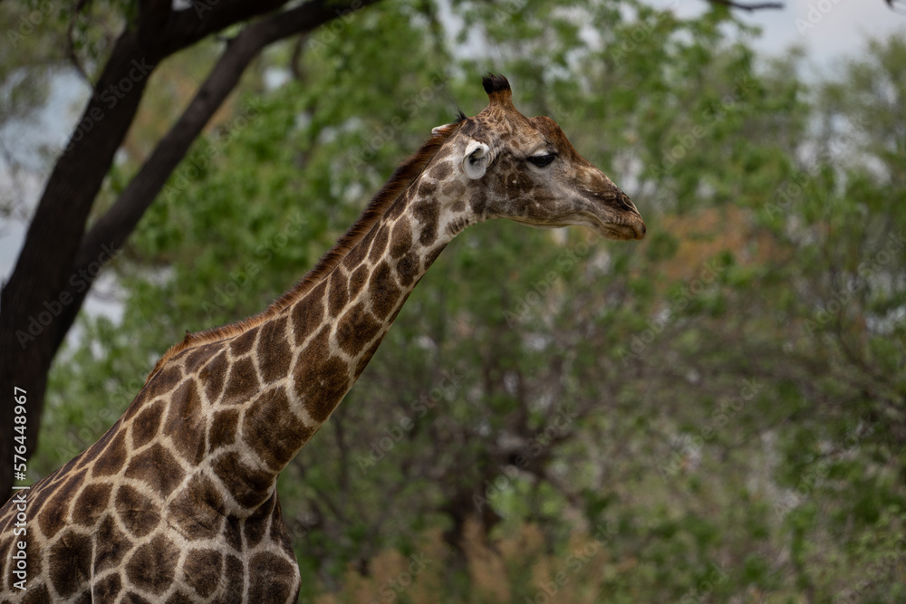 Hals und Kopf einer Giraffe mit prächtiger Musterung in der Savanne des Okavango Delta in Botswana, Afrika Hals und Kopf einer Giraffe mit prächtiger Musterung in der Savanne des Okavango Delta in Botswana, Afrika